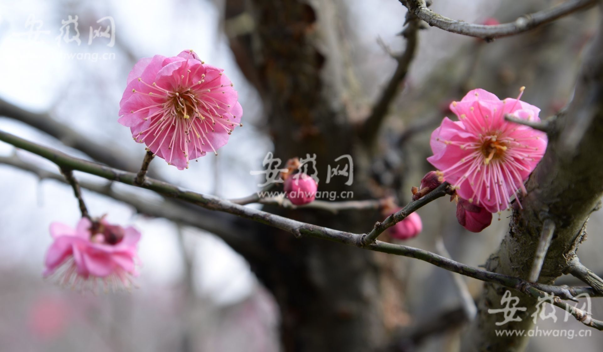 梅花|淮南梅园梅花绽放市民前往游玩（组图）