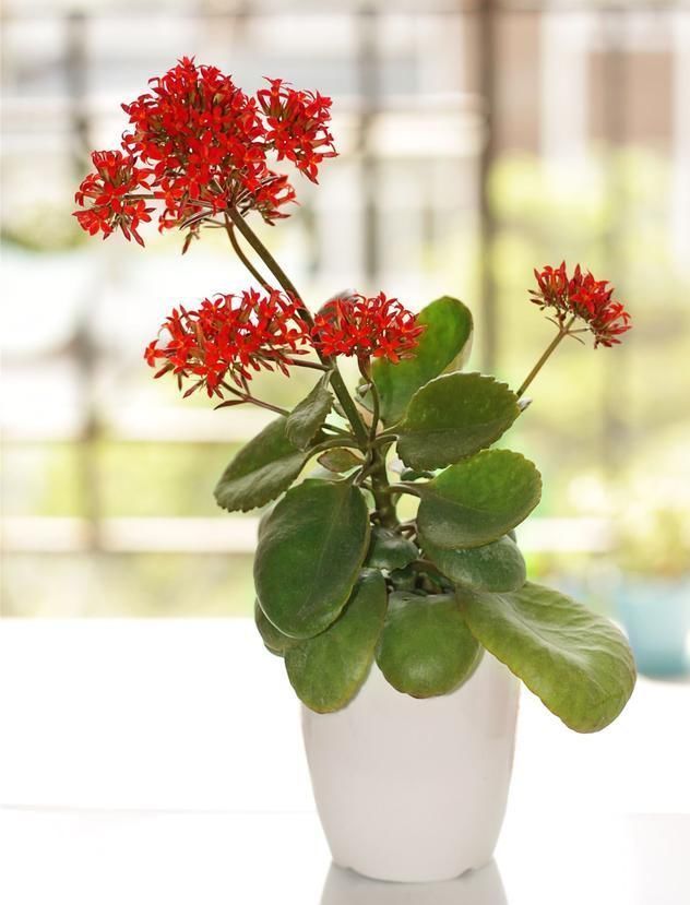 叶片|长寿花,蟹爪兰夏天要“静养”,扔在一边少管它,反而易度夏