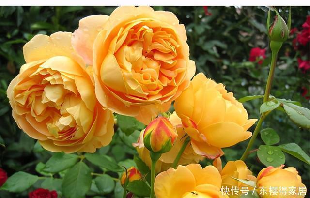 藤月|“藤本月季”哪个品种好?此8种漂亮好养,一年四季开花不停