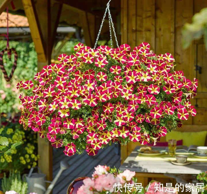 盆栽|养盆栽矮牵牛的时候掌握这几点，可以避免病虫害滋生