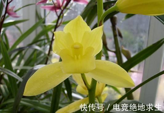 黄金小神童是何兰花,有何优点,该如何养护