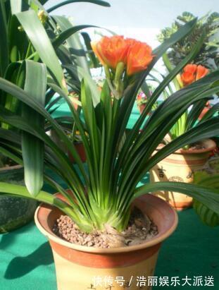 “5种花”养一盆在家,旺人又旺财,一开就是300多天,好养、漂亮