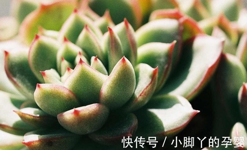 多肉植物底部枯叶该清理吗,别纠结,别让枯叶伤害到美美的多肉