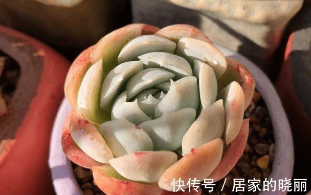 阳台上|想要让多肉形象好,就应该及时的砍头,砍头后要注意这些细节