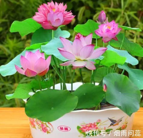 4种花，自带福气好养活，养在哪里都爆盆，颜值超高寓意好