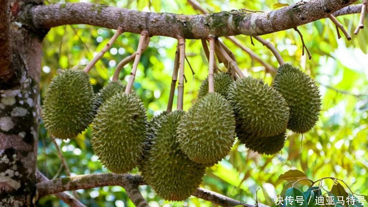 故事|这十个常见的水果，原来背后还有这些有趣的故事