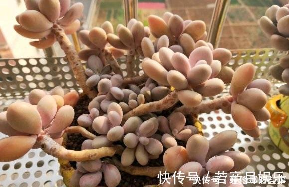 花盆|什么是“控养”?少浇水就是控养?大错特错,控养指的是整体