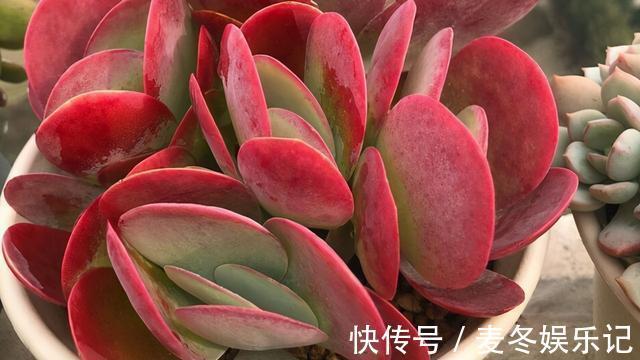 条件|如果有露养的条件,别错过这5款多肉,出了状态红似火漂亮极了