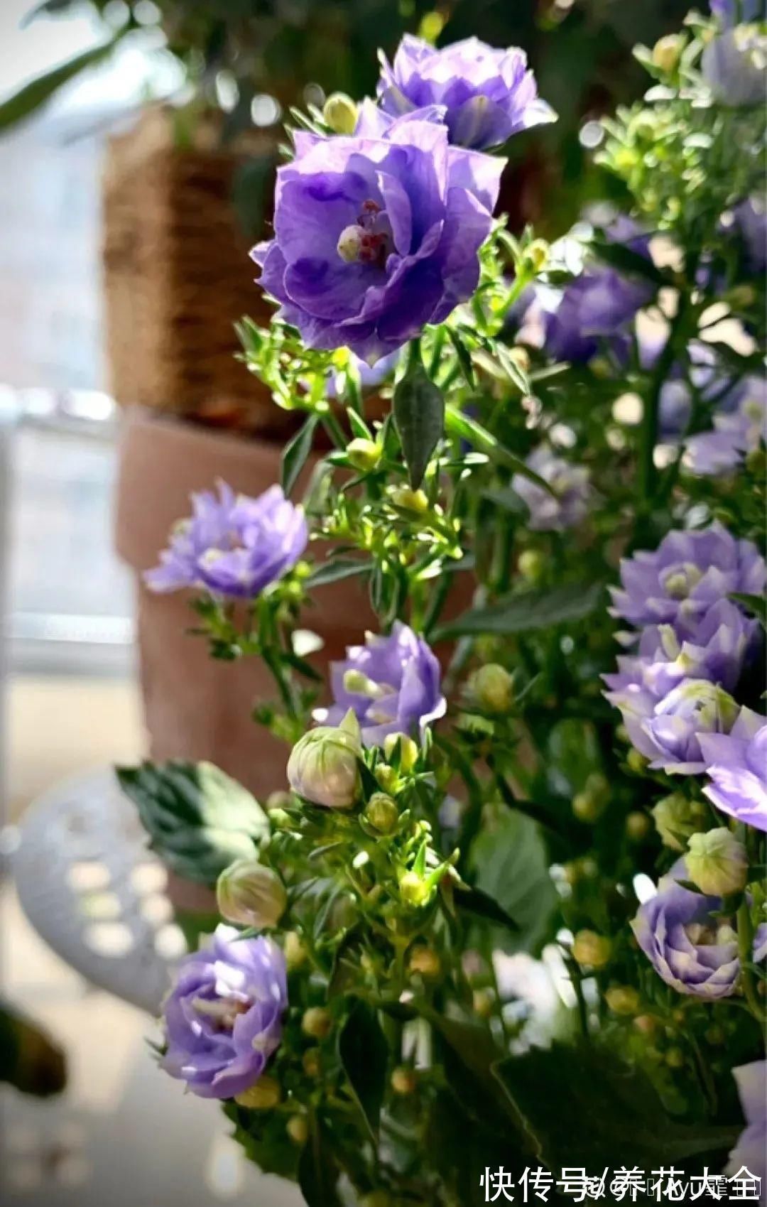 今冬最火网红花,密密麻麻“风铃”花苞,气质十足有格调