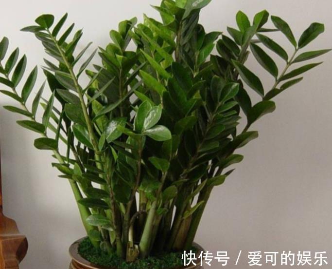 秋天养盆金钱树,牢记4个要点,枝繁叶茂不黄叶,大气美观惹人爱