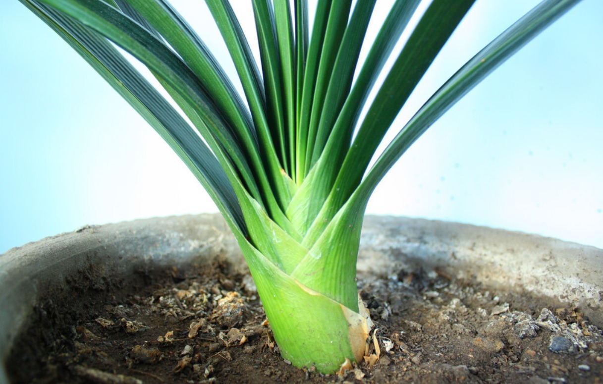 君子兰害怕五件事,新手经常犯,难怪越养越糟糕