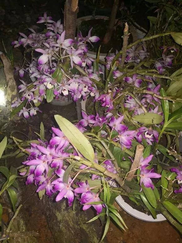 好看|还在养绿萝家里养盆“香香花”,好看好闻,清香四溢精神好!