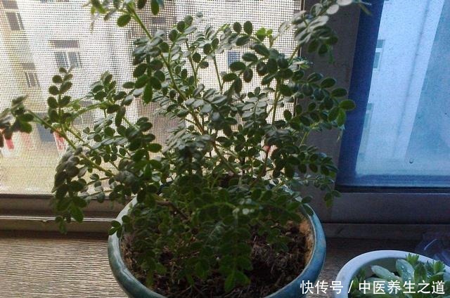 这几种花自带香气,放在家里散出香味,不腻沁人心脾!