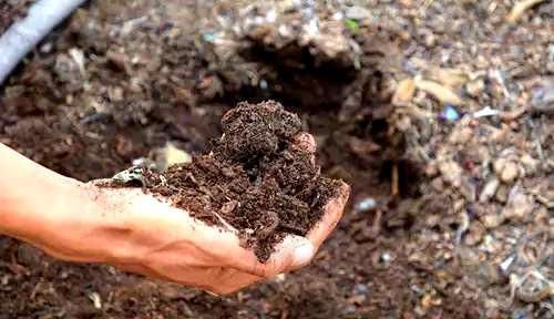 土壤|君子兰长得慢,一年也见不到2片新叶,用个技巧长得飞快,亮又大