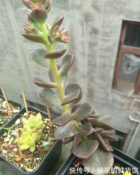 多肉长残的照片，看一次笑一次，根治各种抑郁