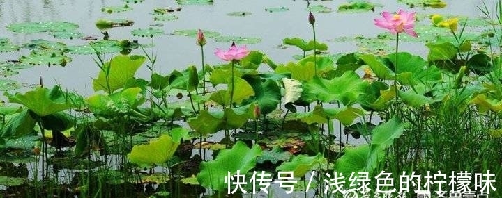 大明湖|大明湖百亩荷花鲜艳夺目，整个公园变成了鲜花的海洋