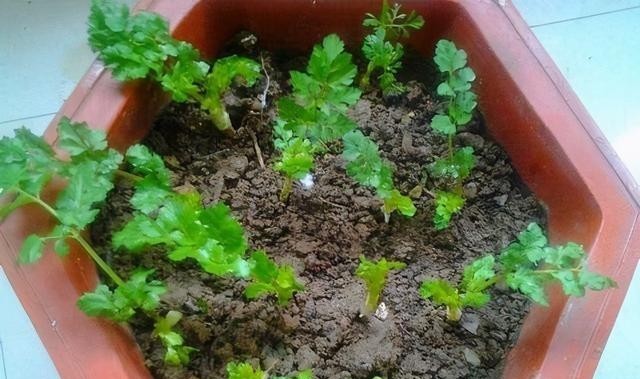  水里|厨房5种“再生菜”，菜头别扔，插水里变盆景，长得飞快，再炒菜