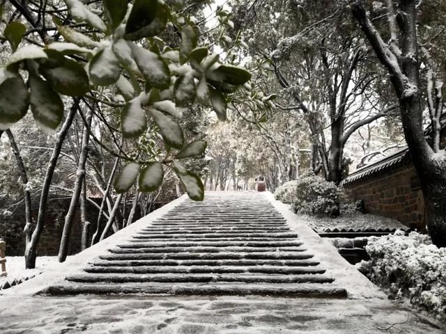 油菜花|春雪漫卷，蓬莱阁的美藏不住了！