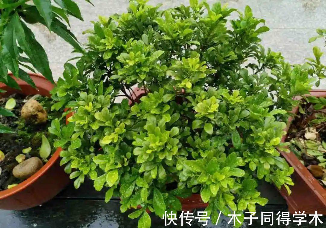 7种花，立秋后换盆，秋冬才能越养越好