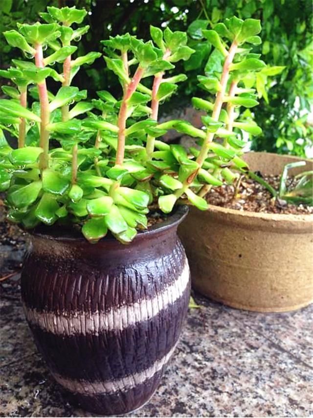 多肉养徒了现在赶紧剪1剪,秋天变成“小胖墩”