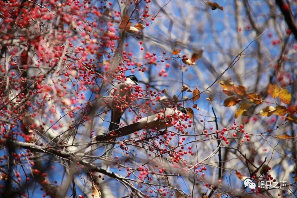 岷县的春夏秋冬，看不够！