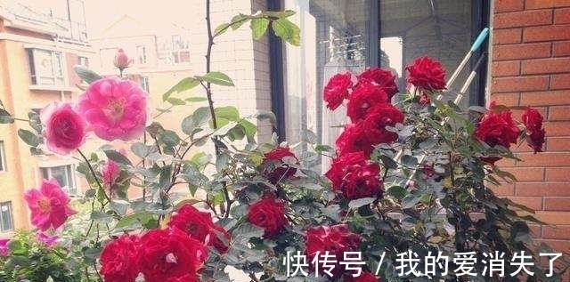 熊孩子|小孩子不懂事,摘了邻居几朵花,被邻居骂爹骂娘,大家说至于吗?