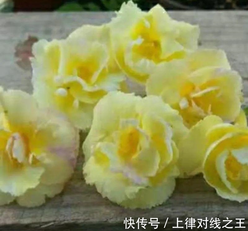 长筒花是“室内花量王者”,没光也能开爆盆,阳台党福音