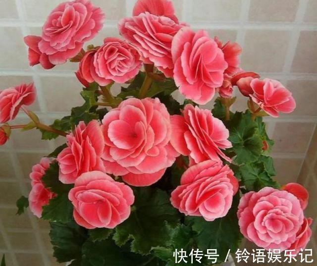 8种“坑人花”,过年谨慎入,没有“高技术”,养一盆枯一盆