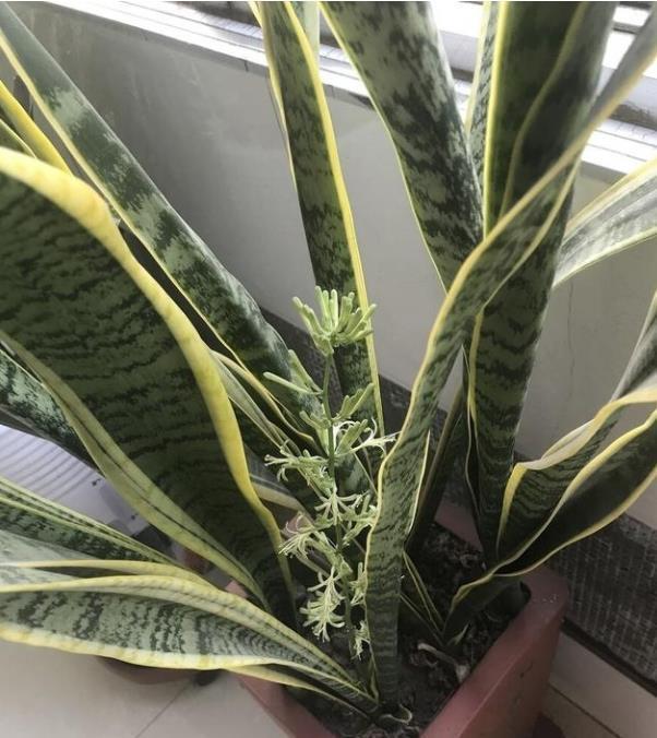 人懒还想养花怎么办？这六种花要学会控水，越懒养长得越好