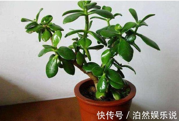 老花农|玉树不开花老花农教你这样养,叶片饱满圆润,绿油油的