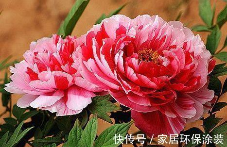 飘香|春节过后家里阳台养此款花，满屋子飘香，花开满枝头，开花能手