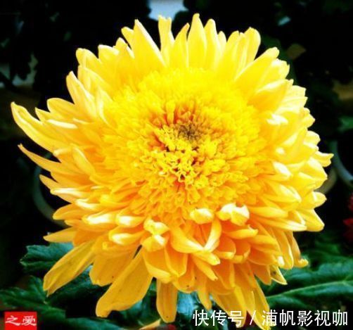 阳台上|珍稀品菊“唐宇托桂”，似金凤展翅，金光灿灿，堪称养花必备