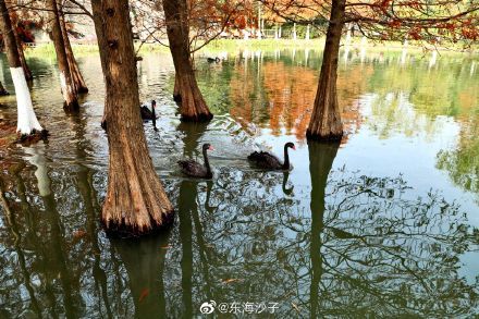 初冬|红水杉，黑天鹅，鄞州公园的初冬景致醉人