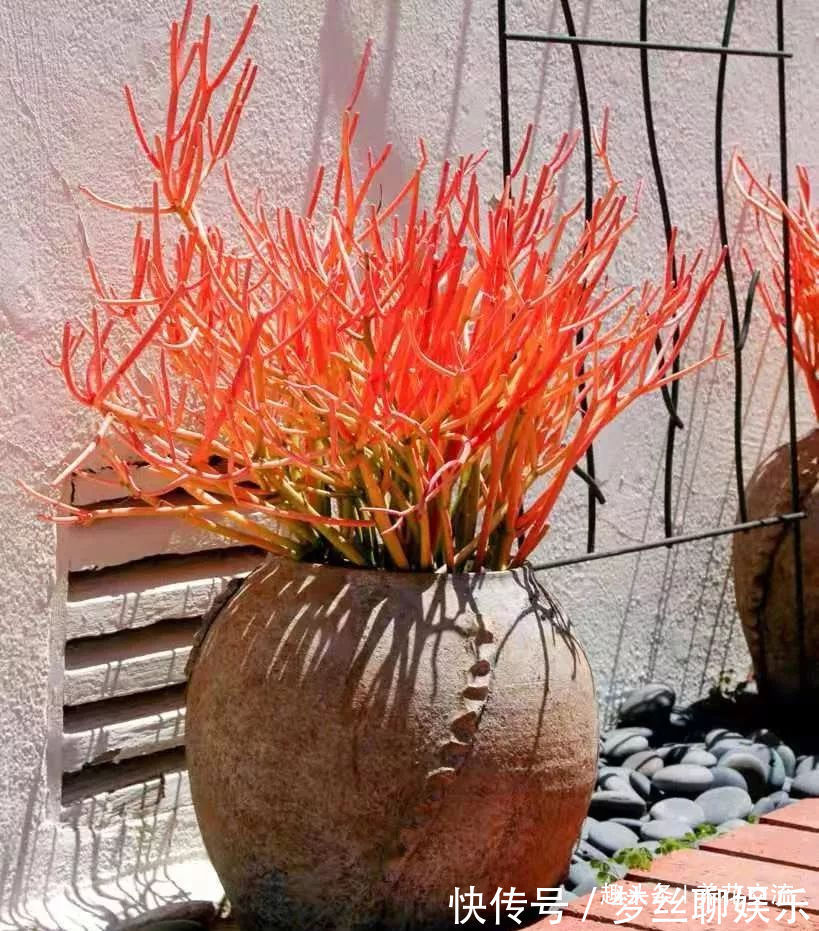 多肉的品种又多又好看，为啥自己总养不活，那是因为没看到这几种