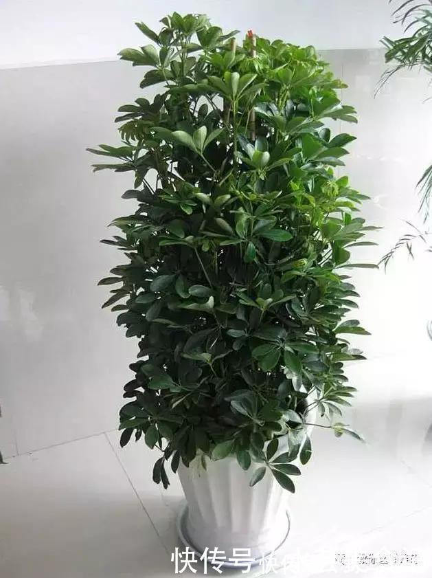 龙血树|这6种花是“天然净化器”,家中养1盆,潜伏的甲醛也会吸干净!