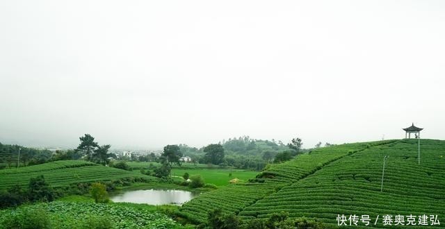 茶树|浙江几处著名的产茶胜地，有的人尽皆知，有的堪称中国最大茶园