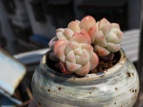  出状态|2020年多肉界的“4大天王”，冰玉王者归来，美杏锦独领风骚