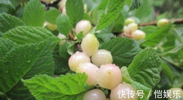 白玉樱桃|专家讲解常吃此水果,能祛斑养颜、益气补血,脸色变得更红润