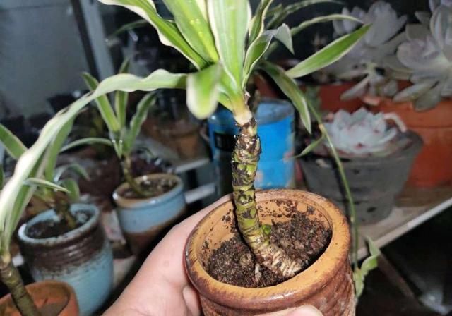 6种便宜花，用心养一年，麻雀变凤凰，越养越精贵