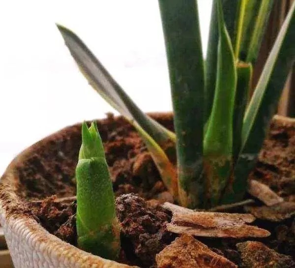 浇水|虎皮兰长得慢,只要做到1点,窜芽20个,叶片蹭蹭长,又多又茂盛