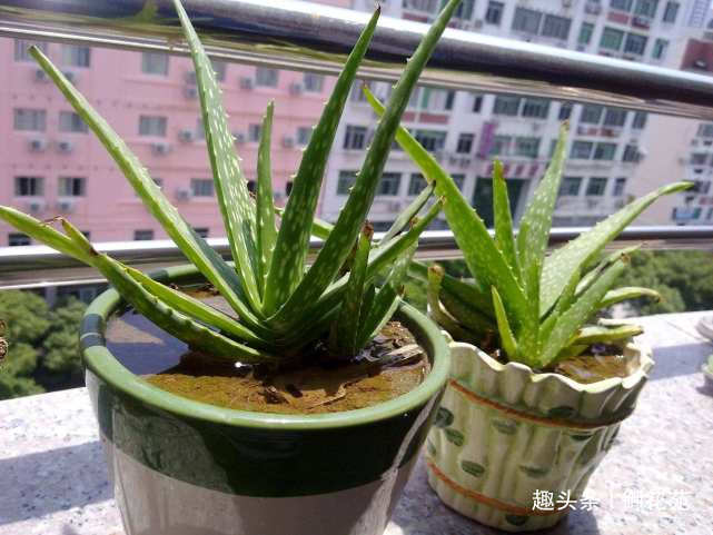 芦荟能不能放在客厅,可以放在这几个位置,效果非常不错