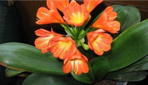 养好君子兰很简单,只需要在盆土中加点料就可以了!