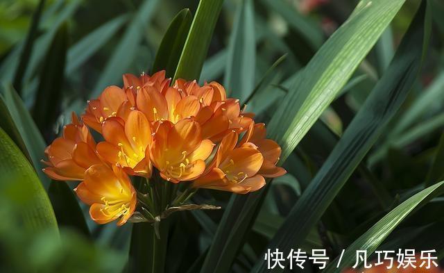 君子兰浇点“薄肥水”,疯长如白菜,冒出十个芽,变成“大群兰”