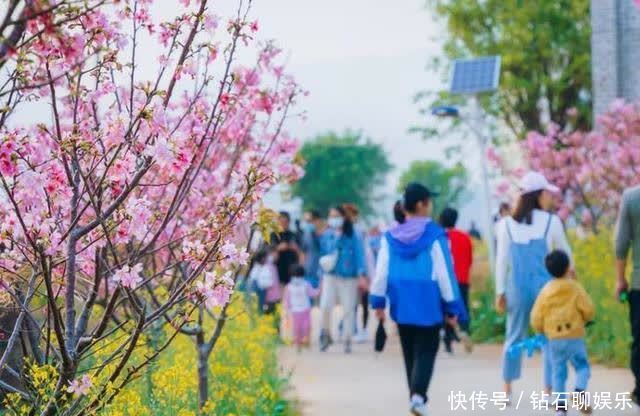 三月|花样荷城,美不胜收!