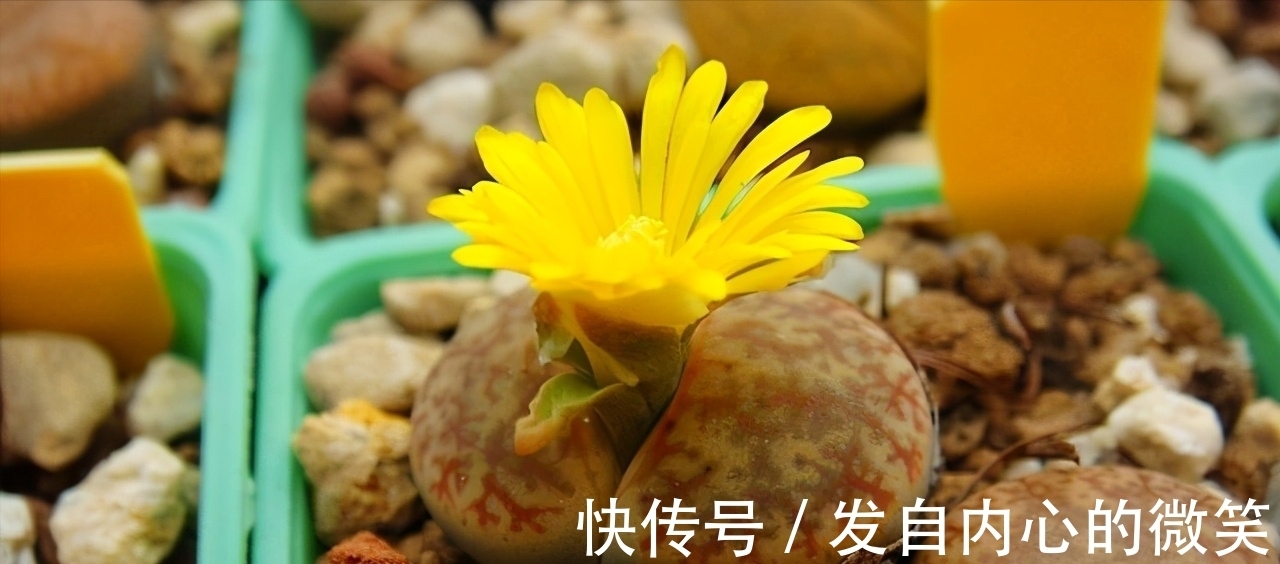 这“三多肉”是迷你型,无需砍头易群生,价格却不比老桩“便宜”