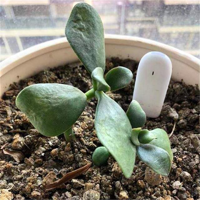 玉树扦插生根难掌握7个要点，后期精细养护，1个月生根长新芽