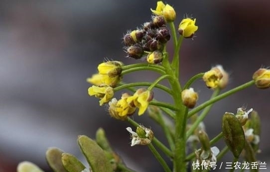 杂草|田边的野草，称为“尿溜溜”，过去以为是杂草，其实比农作物珍贵