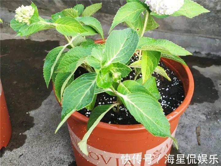 天后|10个养花的坏习惯，赶紧改，不然真是浪费钱！