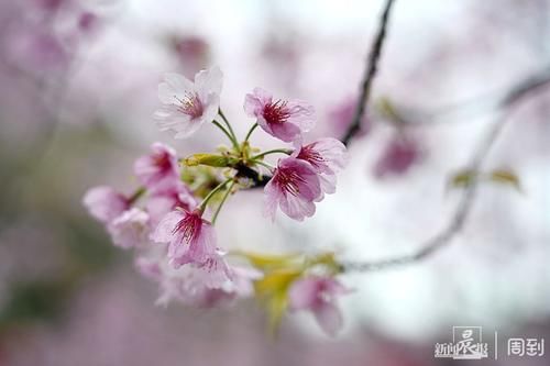 晨镜头|雨打樱花，花衬雨，雨中樱花别样美！内附保姆级拍花攻略→ |晨镜头\＂,\＂i12\＂:\＂雨打樱花，花衬雨，雨中樱花别样美！内附保姆级拍花攻略→