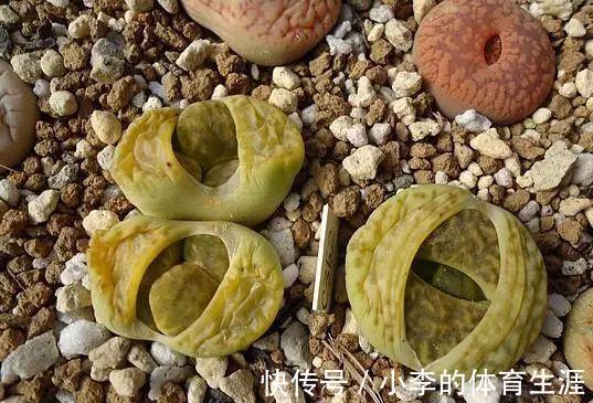 要想成为一名合格的肉友,你还需要知道这些黑话